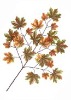 Wholesale Artificial Leaves