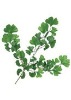 Artificial Leaves