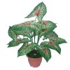 Wholesale Artificial bonsai,Bonsai,Artificial plant bonsai