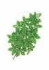Wholesale Artificial Leaves