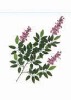 Wholesale Artificial Leaves
