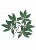 Wholesale Artificial Leaves
