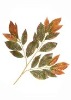 Wholesale Artificial Leaves