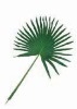 Wholesale Artificial Leaves