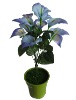 Wholesale Artificial Flower