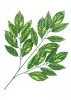 Wholesale Artificial Leaves