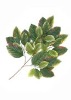Wholesale Artificial Leaves