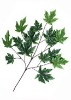 Wholesale Artificial Leaves