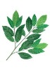 Wholesale Artificial Leaves