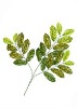 Wholesale Artificial Leaves