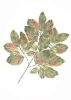Wholesale Artificial Leaves