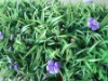 Wholesale orchid decoration artificial grass