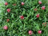 Wholesale red blooming iris artificial lawn