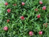 Wholesale artificial lisianthus grass