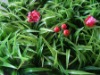 Wholesale great deals for christmas lisianthus artificial grass