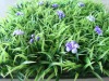 Wholesale orchid artificial grass