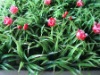 Wholesale red fruit artificial grass
