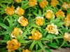 Wholesale yellow rose decoration artificial lawn