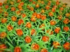 Wholesale red rose decoration artificial lawn