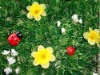 Wholesale ladybird studded artificial lawn