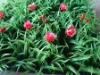 Wholesale lisianthus artificial flower