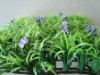 Wholesale orchid plastic artificial grass