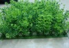Wholesale Artificial Grass KWD-DC1004 to be decoration