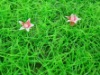 Wholesale plastic antirrhinum majus