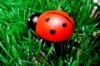 Wholesale ladybird studded plastic grass