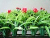 Wholesale synthetic iris grass