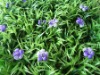Wholesale orchid plastic grass