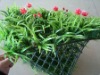 Wholesale plastic iris lawn