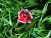 Wholesale blooming iris plastic grass
