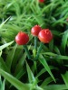 Wholesale blooming iris synthetic grass
