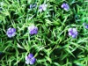 Wholesale orchid decoration green