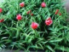 Wholesale synthetic iris lawn
