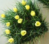 Wholesale tulip plant