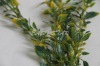 Wholesale Artificial novelty water grass