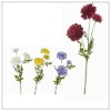 Wholesale chrysanthemum BT02L38