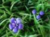 Wholesale orchid putting green