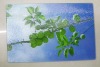 Glass Cutting Board