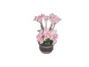 Wholesale Pocerlain Fruit Fork
