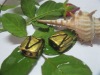 Wholesale glass bead RY005655