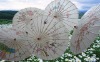 White Flower-Bird Paper Umbrella