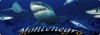 3d shark bookmark