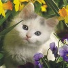 Wholesale 3D lenticular printing service