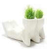 Mini grass toys/grow grass toy/grass gift