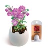 Wholesale Mini egg, mini plant