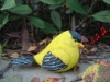Wholesale Nice design sensor bird