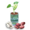Wholesale Can Plant of Message Bean